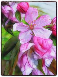 Close-up of pink flowers