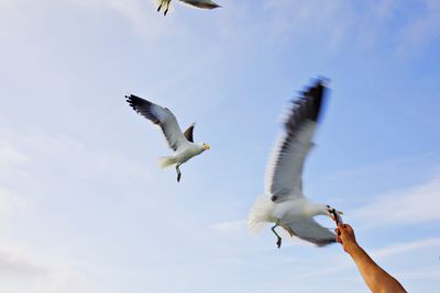 Hungry seagulls