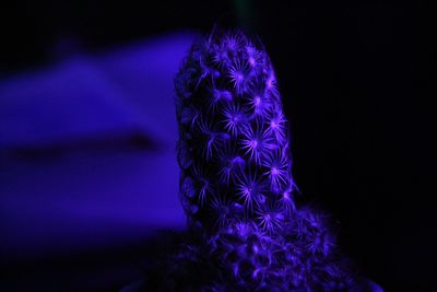 Close-up of illuminated purple flower at night