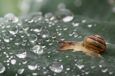 Close-up of snail on wet leaf