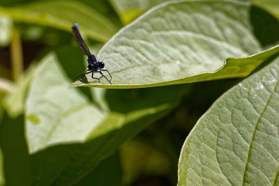 Close-up of insect on leaf