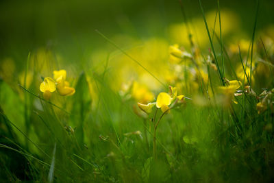 Close-up of yellow flowers growing in field