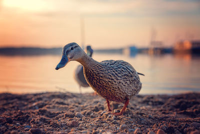 Close-up of a bird on beach