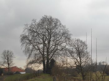 tree
