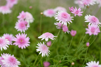 Close-up of pink flowering plants on field