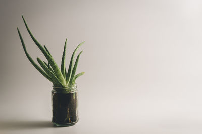 Close-up of potted plant against white background