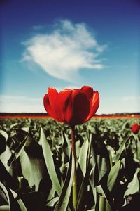 Close-up of red tulip