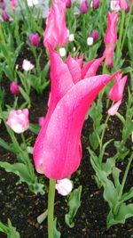 Close-up of wet pink flowers