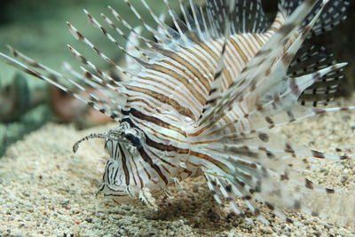 Close-up of fish underwater