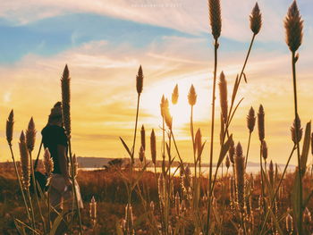 Close-up of plants on field against sky during sunset