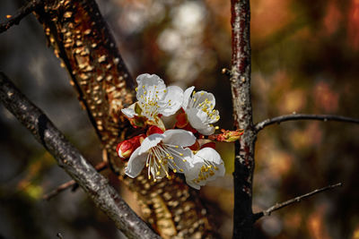 Close-up of white flowers on branch