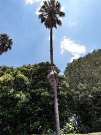 Low angle view of palm trees against sky