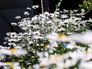 Close-up of white flowers