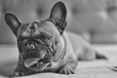 Close-up portrait of dog