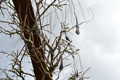 Low angle view of bare tree against sky