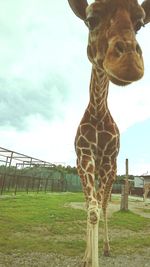 Giraffe standing on field against sky