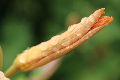 Close-up of fresh plant