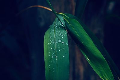 Close-up of raindrops on leaf