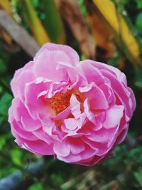 Close-up of pink rose