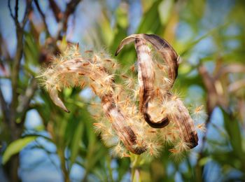 Close-up of flowering plant