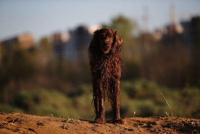 Close-up of dog looking away