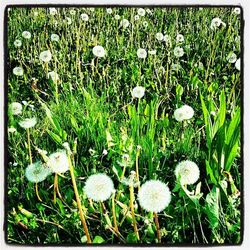 White wildflowers blooming in field