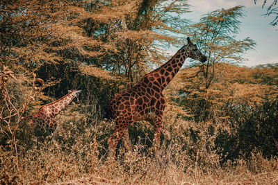 A herd of giraffes at lake nakuru national park, rift valley, kenya