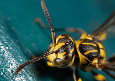 Close-up of insect