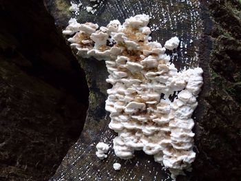 Close-up of white flowers