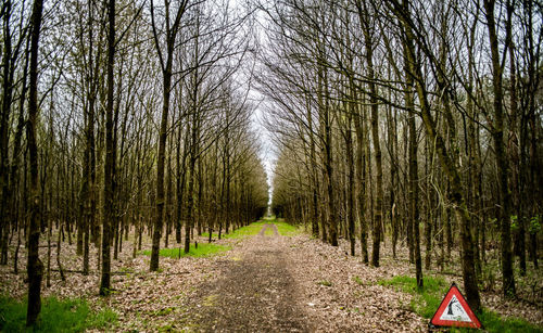 Bare trees in forest