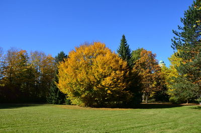 Autumn trees on landscape against blue sky