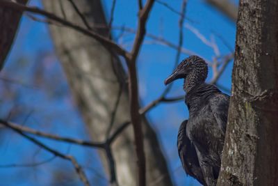 Close-up of bird perching on tree