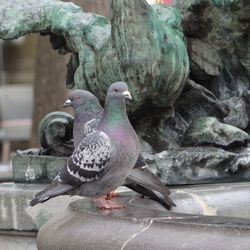 Bird perching outdoors