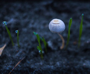 Close-up of mushroom growing on field