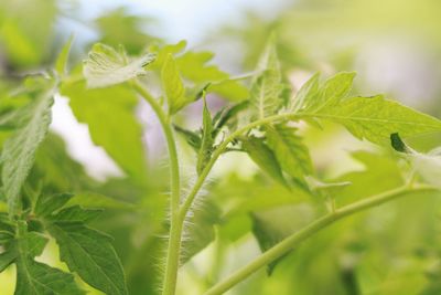 Close-up of fresh green plant