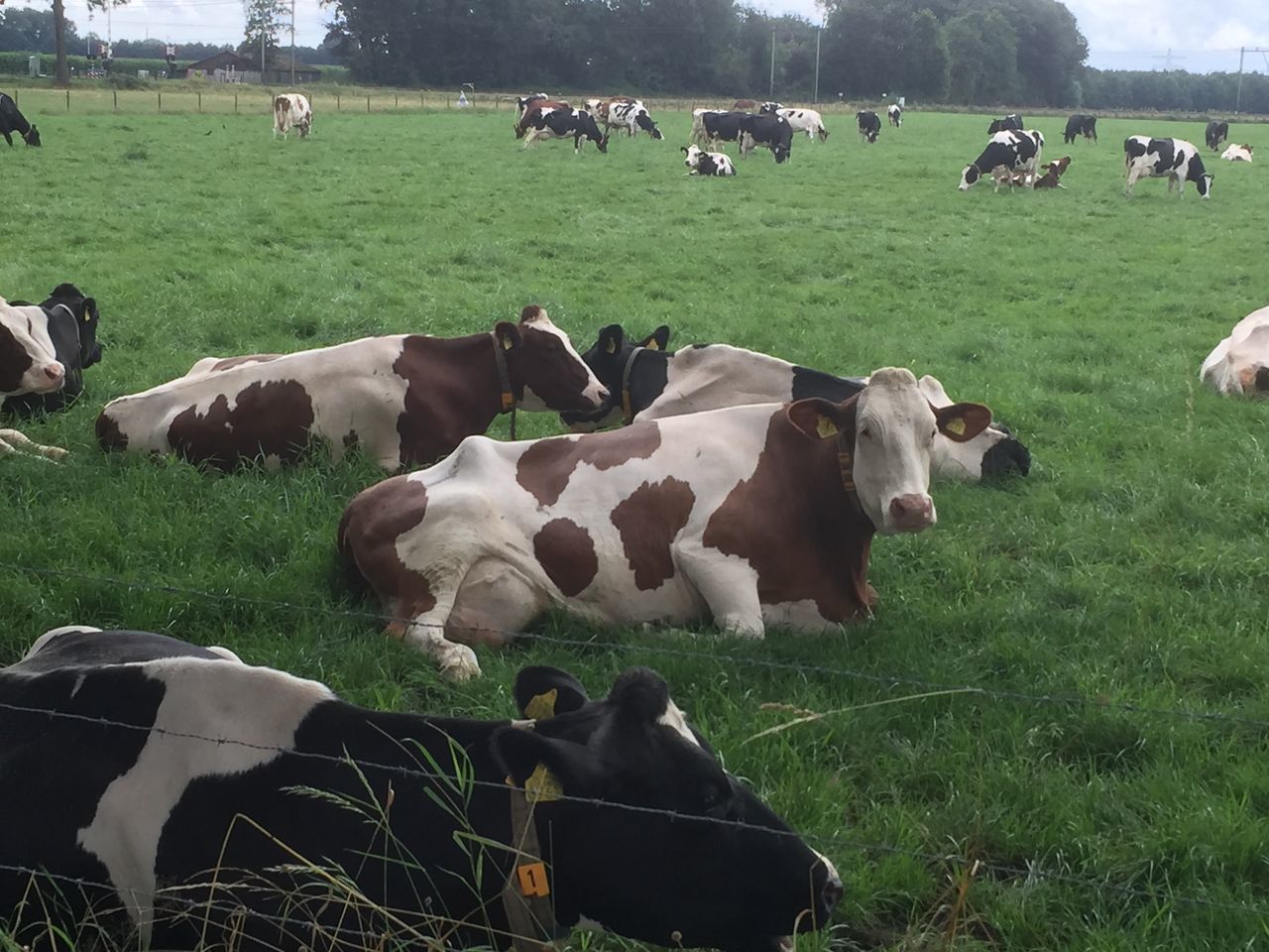 COW GRAZING ON FIELD