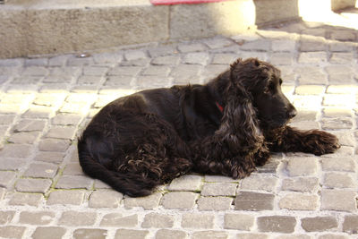 High angle view of dog resting on footpath