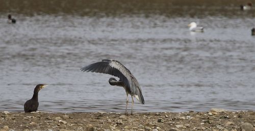 Grey heron preening 