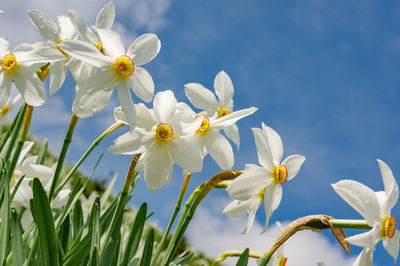 Low angle view of white flowering plants against sky