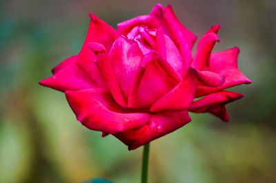 Close-up of pink rose