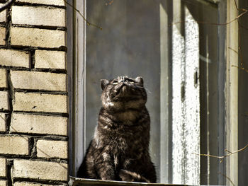 Cat looking through window