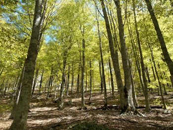 Low angle view of sunlight streaming through trees in forest