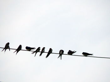 Low angle view of birds perching on cable against sky