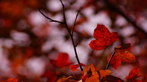 Hong kong, yuen long tai tong red leaves in late autumn