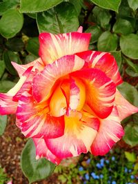 Close-up of pink flower