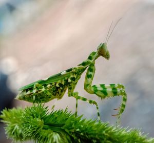 Close-up of insect on leaf