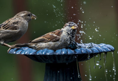 Close-up of sparrows perching on fountain 