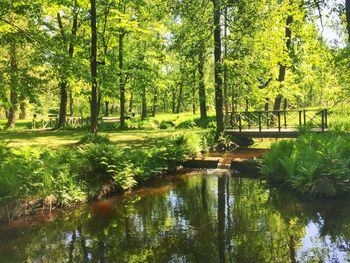 Scenic view of trees at park against sky