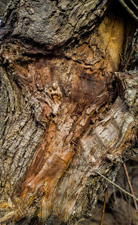 Close-up of tree trunk