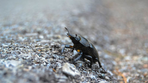 Close-up of insect on rock